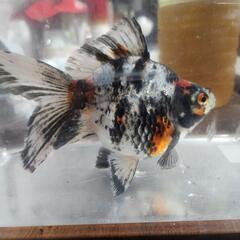 金魚の画像
