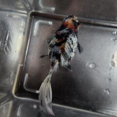 金魚の画像