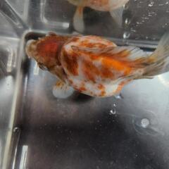 金魚の画像