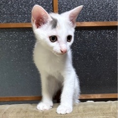 子猫の里親さん募集です