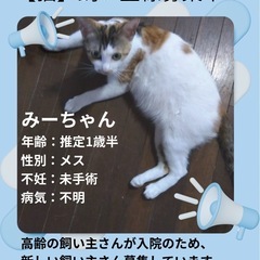 1歳半のメス猫ちゃんの里親さん募集してます。