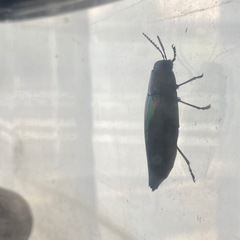 タマムシ(一匹性別不明)生きてますの画像