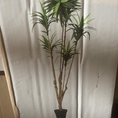 新品 ニトリ フェイクグリーン ドラセナ135cmの画像