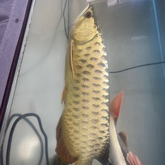 金龍　　　ゴールデンアロワナの画像