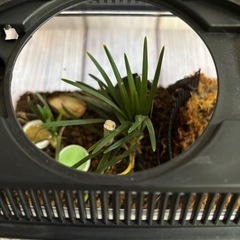 すず虫の画像