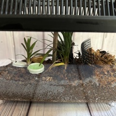 すず虫の画像