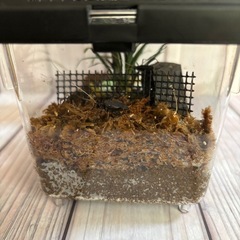 すず虫の画像