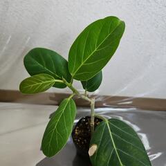 〖観葉植物〗フィカス・ベンガレンシスの画像