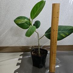 〖観葉植物〗フィカス・ベンガレンシスの画像