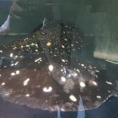 大型魚 各種 金額は個体によって違います。内容をご確認下さい。🙇の画像