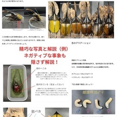 ※概要欄より購入を【これ1冊でOK！？】ヘラクレスオオカブト大全＆完全飼育ガイドの画像