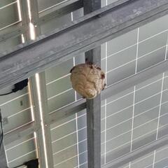 スズメバチ　アシバガバチ　ハチの駆除行います。