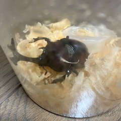 カブトムシのペアです。の画像