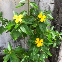 あげます‼️花の画像