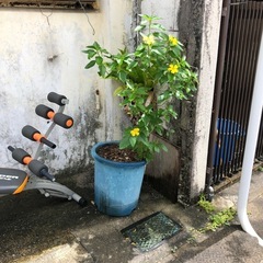 あげます‼️花の画像