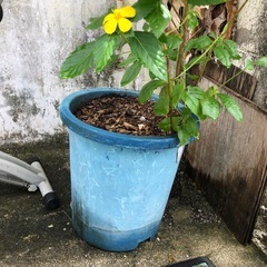 あげます‼️花の画像