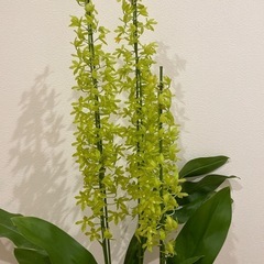 観葉植物　1メートルほどの画像