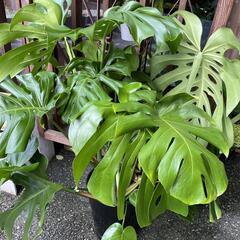 現品のみ❗️モンステラ❤️デリシオーサ　10号鉢の画像