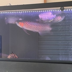 2400 600 600 水槽フルセット　生体も全ての画像