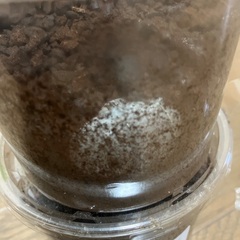 カブトムシの幼虫の画像