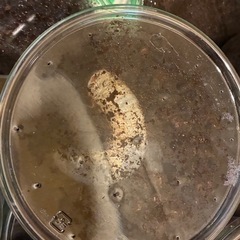 国産　カブトムシ　幼虫　昆虫の画像