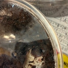 国産　カブトムシ　幼虫　昆虫の画像