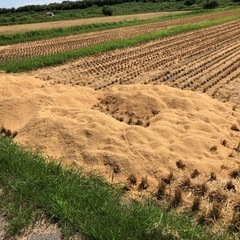 米の籾殻の画像