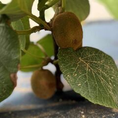 キウイフルーツ　実付き素掘り苗　雌雄セット の画像