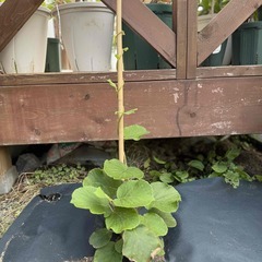 キウイフルーツ　実付き素掘り苗　雌雄セット の画像