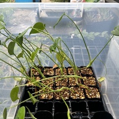 観葉植物　モンステラ　タウエリー　実生苗（中）の画像