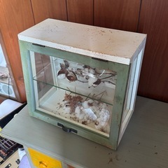 アンティーク調
ガラス×木製の卓上ショーケースの画像