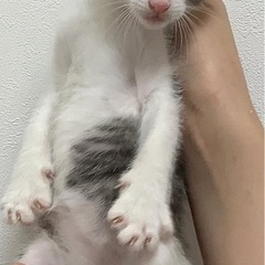 7月生まれの兄妹です。里親募集！