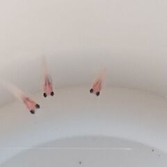 パンダメダカダルマ入り幼魚8匹の画像