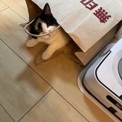 【スコティッシュ×日本猫】