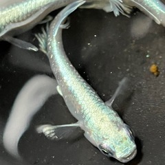 改良メダカのマリアージュ種親極上クラスの画像