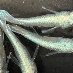 改良メダカのマリアージュ種親極上クラスの画像