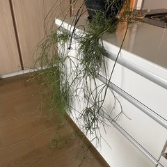 特大　リプサリス　プリスマティカ　ハンギング　垂れる観葉植物　サボテン多肉の画像