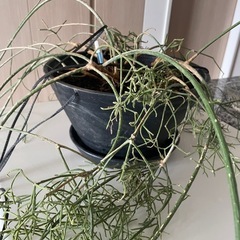 特大　リプサリス　プリスマティカ　ハンギング　垂れる観葉植物　サボテン多肉の画像