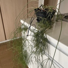 特大　リプサリス　プリスマティカ　ハンギング　垂れる観葉植物　サボテン多肉の画像