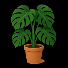 観葉植物　モンステラ　タウエリー　実生苗（中）の画像