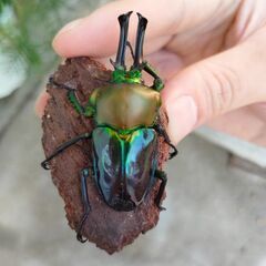 値下げ　青紋ニジイロクワガタ♂オス単品51.5mm　使用済　高グレードの画像