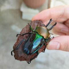 値下げ　青紋ニジイロクワガタ♂オス単品51.5mm　使用済　高グレードの画像