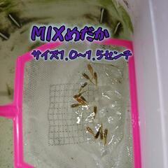 MIXめだか 稚魚  1匹50円、10匹400円～の画像