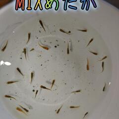 MIXめだか 稚魚  1匹50円、10匹400円～の画像