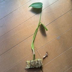 観葉植物　モンステラ　タウエリー　実生苗(小)の画像