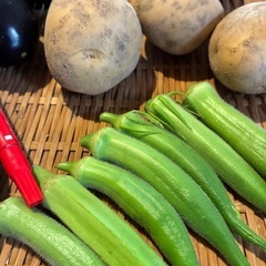 8/22朝どれ野菜セットの画像