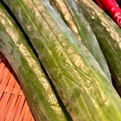 8/22朝どれ野菜セットの画像