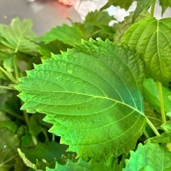 8/22朝どれ野菜セットの画像