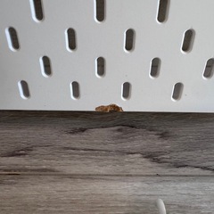 IKEA イケア スコーディス SKÅDIS 有孔ボード｜海外移住のため出品の画像