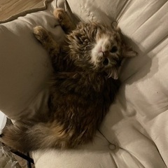 猫　サイベリアン